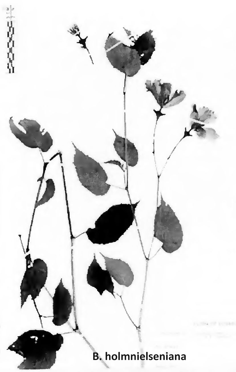 B. holmnielseniana
